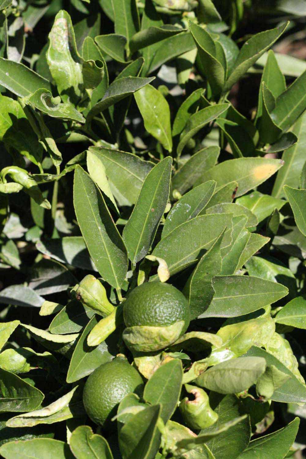              Sun leaves (Riverside, CA)       